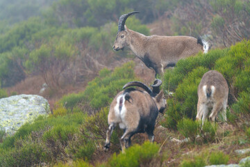 mountain goat on a meadow in summer