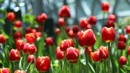 The red and white  tulips is a beautiful and evocative example of nature's beauty. The tulips are a...