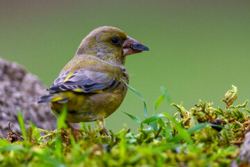 bird on a branch
