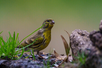 robin on the grass