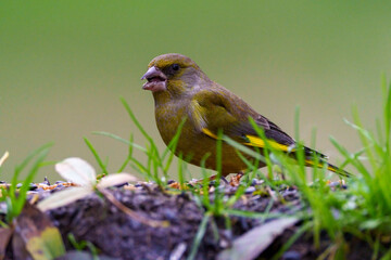 yellow wagtail on a branch
