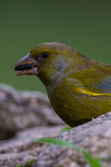 red headed woodpecker