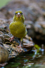 yellow bird on a branch