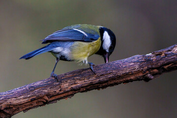 black capped kingfisher