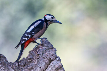 lilac roller on a branch