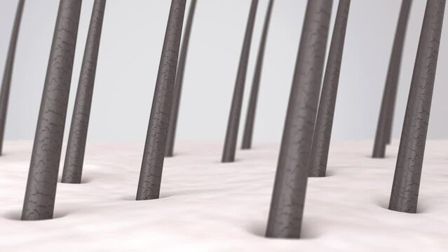 3D animation shows a clean, healthy scalp without dandruff and impurities and strong healthy hair follicles