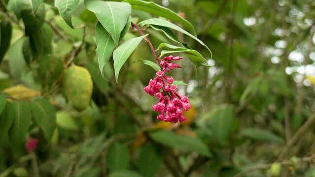 Red Cestrum fasciculatum flower in the botanical garden. Autumnal Early jessamine shrub with green leaves