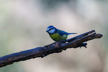lilac roller on a branch