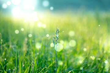Dew drop on green grass in sunlight.