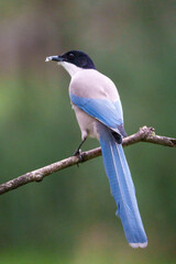 kingfisher on branch