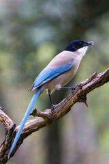Obraz premium black capped kingfisher