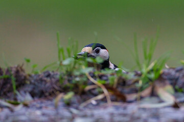 great crested grebe with chicks