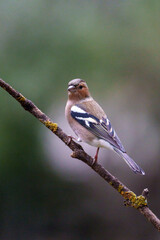 female house sparrow passer domesticus