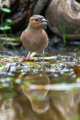 bird in the water