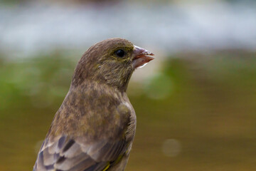 female house sparrow passer domesticus
