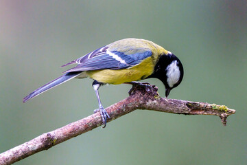 european goldfinch perched on a branch