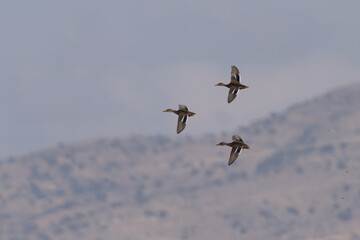 birds flying in the sky