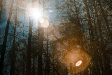 Lush forest under dawn sky with misty sunbeam.