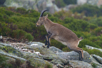 mountain goat on a rock in the mountains