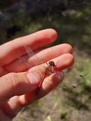 insect on a hand