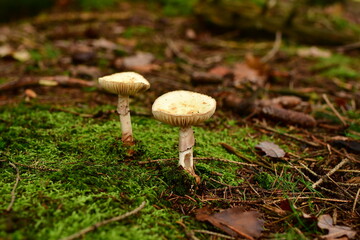 Death Cap Amanita phalloides in german Forest Odenwald