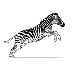 Fototapeta na wymiar Zebra animal vector. Zebra animal sketch. Can be used in children's books