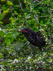 When eating koel fruits