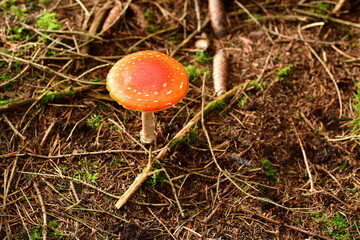 Toadstool Autumn Fall Forest odenwald germany