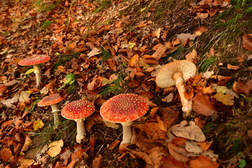 Toadstool mushroom in German Forest Odenwald fall Autumn
