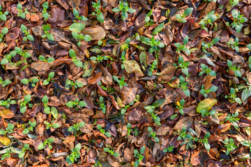 Cool flowers. Flowerbed mulched with thick layer of fallen leaves. Growing winter hardy annuals with the protection of leaves mulch.