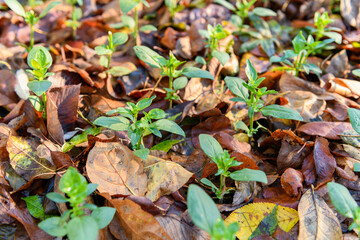 Cool flowers. Flowerbed mulched with thick layer of fallen leaves. Growing winter hardy annuals with the protection of leaves mulch.