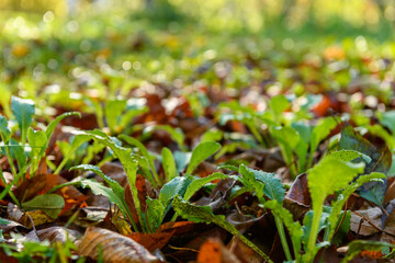 Cool flowers. Flowerbed of Canterbury bells seedlings mulched with thick layer of fallen leaves....