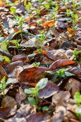 Cool flowers. Flowerbed mulched with thick layer of fallen leaves. Growing winter hardy annuals with the protection of leaves mulch.