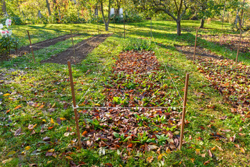 Cool flowers. Flowerbed of cold hardy seedlings mulched with thick layer of fallen leaves. Growing...