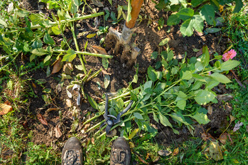 Cutting down dahlia plant foliage before digging up the tubers for winter storage. Autumn gardening jobs. Overwintering dahlia tubers.