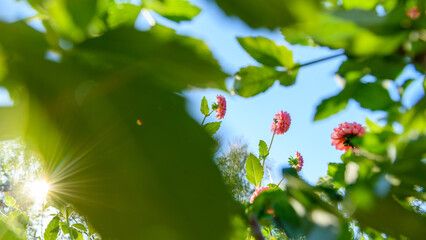 Daisy duke Dahlia. Beautiful pink dahlias cut flower garden background with nice blue sky....