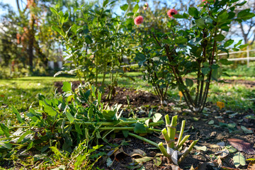Fototapeta premium Cutting down dahlia plant foliage before digging up the tubers for winter storage. Autumn gardening jobs. Overwintering dahlia tubers.