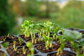 Seedling tray full of young sprouting Ranunculus plants. Persian buttercup ranunculus seedlings in a propagation tray.