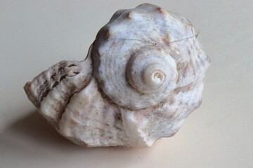 Rapana venosa (veined rapa whelk or Asian rapa whelk) shell close-up