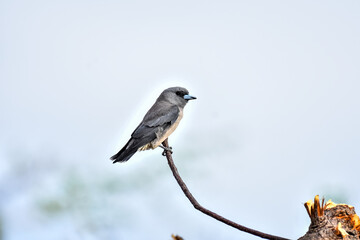 Low angle view of Ashy woodswallow perching on branch against sky