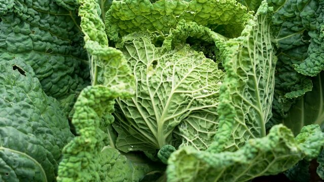 Green cabbage head grow on a autumn garden field close up