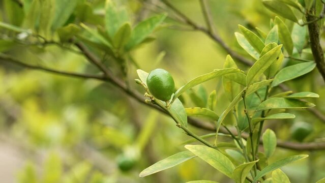 Green limequat lime fruit on garden tree branch close up. Hybridized citrus floridana plant