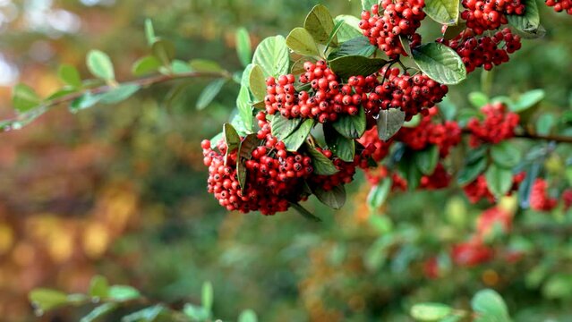 Firethorn or pyracantha beautiful autumnal red berries close up. Autumn colors concept