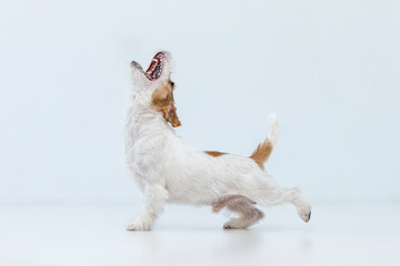 Fototapeta premium Jack Russell Terrier on a white background