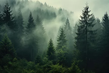 Rolgordijnen Panoramic view of misty foggy mountain landscape with fir forest, morning fog. Evanescent atmosphere in the woods wrapped in mist. Vintage retro hipster style © ratatosk