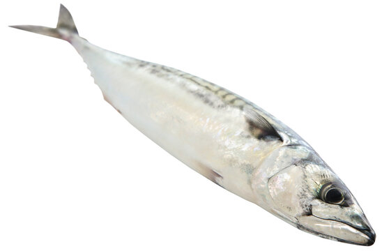 Atlantic mackerel