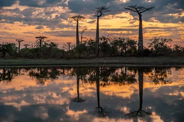Rollo Beautiful Baobab trees at sunset at the avenue of the baobabs in Madagascar © vaclav