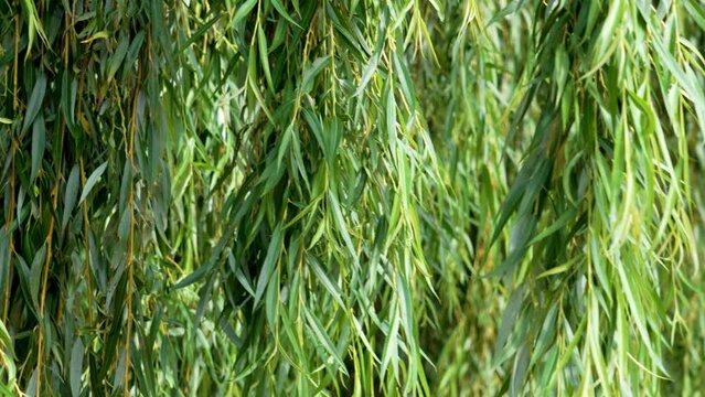 Weeping willow leaf in growth. Green deciduous tree leaves close up