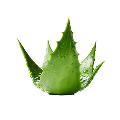 Obraz premium Aloe Vera isolated on transparent background