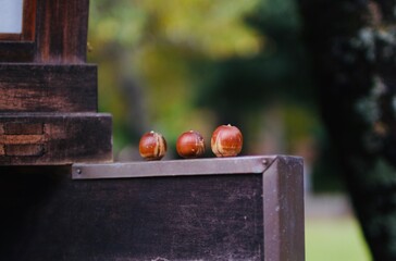 ３つ並んだドングリ〜ドングリの背比べ